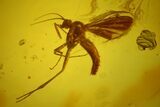 Fossil Fly (Diptera) In Baltic Amber #170096-2